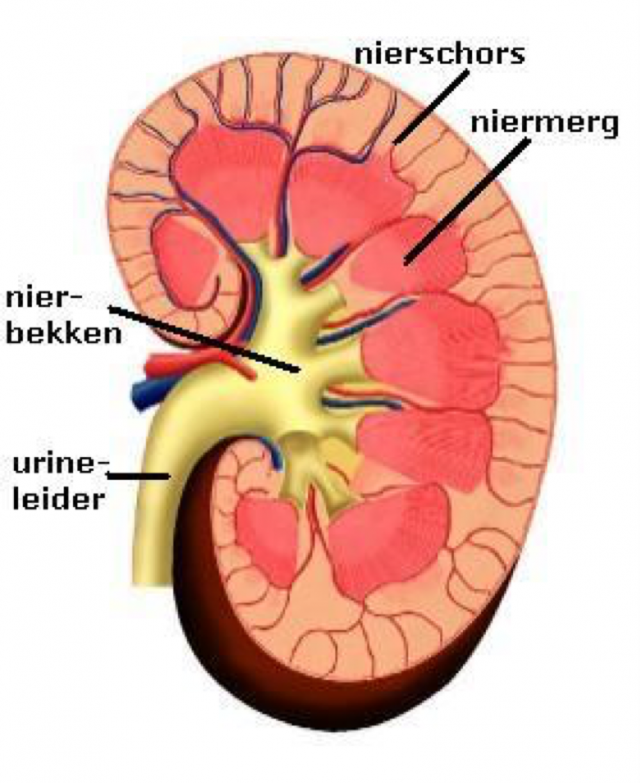 Schematische weergave van de doorsnede van de nier