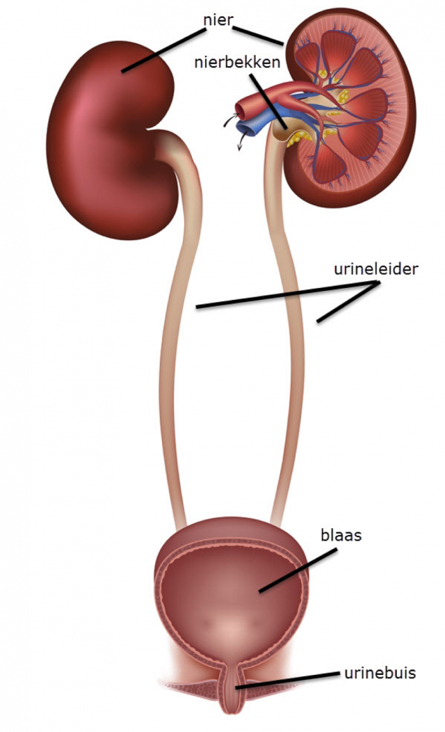 Grote lijnen van de nieranatomie